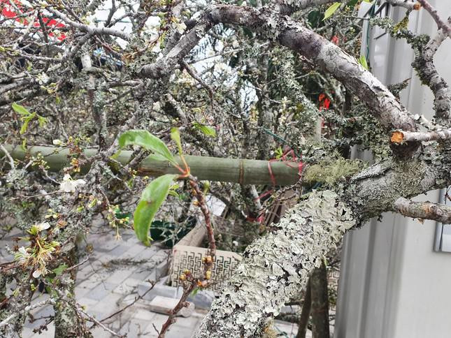 Những gốc mận, đào mốc meo, xám trắng được nhiều người dân Hà Nội săn tìm, ưa chuộng.