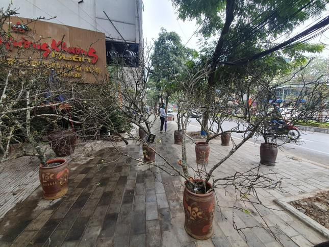 Một cành hoa mận, hoa lê có thể chơi ít nhất từ 1 tháng đến 40 ngày.