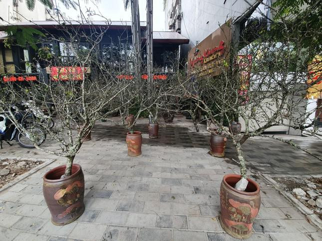 Mỗi cành mận ở đây được tiểu thương chào giá trung bình từ 800.000 đồng - 4 triệu đồng.