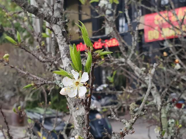 Những cành hoa mận trắng trông đẹp mắt.