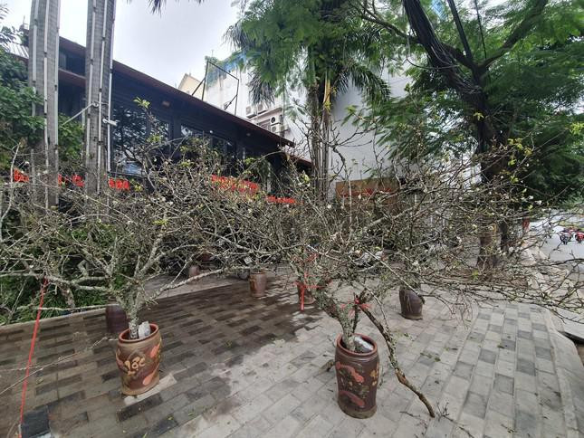 Cành hoa mận, hoa lê cũng là một trong những loại hoa chơi Tết được nhiều người dân Hà Nội săn đón, bởi nó có sắc trắng tinh khiết, biểu trưng cho vẻ đẹp tinh khôi, trong sáng.