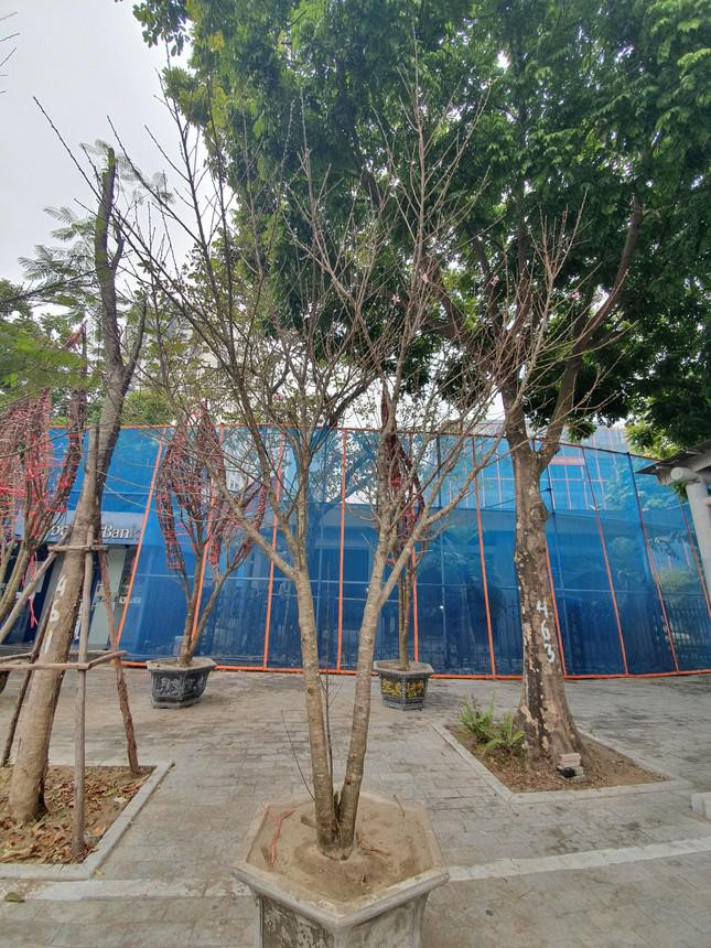 Những ngày này, người trồng đào Nhật Tân, quất Tứ Liên (Tây Hồ, Hà Nội) cũng đang tất bật tuốt lá, đánh chuyển đưa vào chậu chuẩn bị cho Tết Nguyên đán. Dù "thấp thỏm" vì dịch COVID-19 diễn biến phức tạp nhưng người dân vẫn hi vọng những người yêu, mê cây cảnh vẫn sẽ tìm mua với mong muốn có không khí vui tươi, đầm ấm trong năm mới.