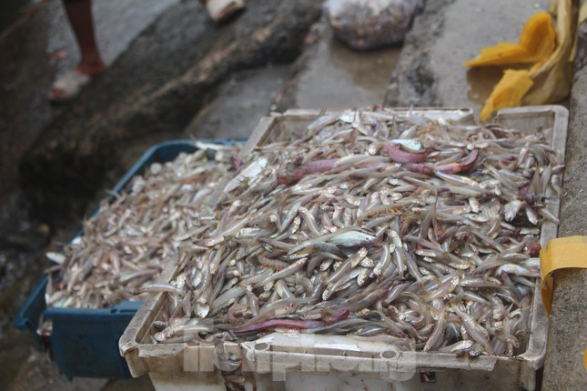 Cá cơm được mùa ngày đầu năm mới.