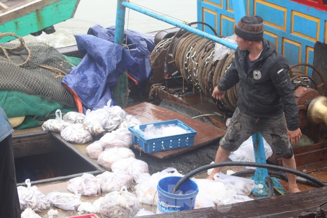 Trong chuyến biển đầu năm này, nhiều tàu thuyền của ngư dân đã mang về đất liền đa dạng các loại hải sản, trị giá hàng chục triệu đồng.