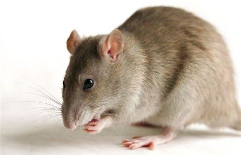 Theo bản năng, bầy chuột tìm lối thoát bằng cách ngặm nhấm cơ thể của nạn nhân. Cách tra tấn này vừa gây đau đớn về thể xác và khủng bố tinh thần nạn nhân.