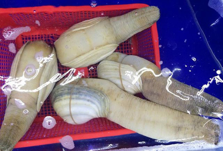 Loai hai san nhin “nguong do mat”, o Viet Nam 650.000/kg duoc vi nhu “than duoc“