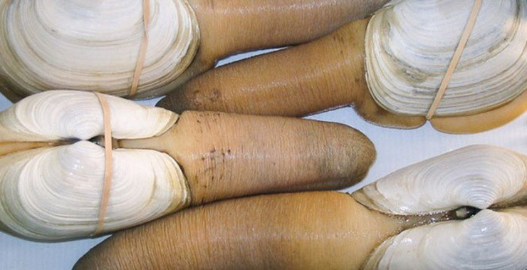 Loai hai san nhin “nguong do mat”, o Viet Nam 650.000/kg duoc vi nhu “than duoc“-Hinh-6