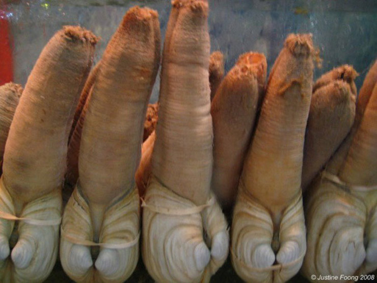 Loai hai san nhin “nguong do mat”, o Viet Nam 650.000/kg duoc vi nhu “than duoc“-Hinh-2