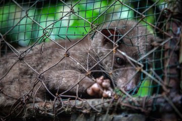 Loài chồn bị bắt nhốt để sản xuất cà phê.