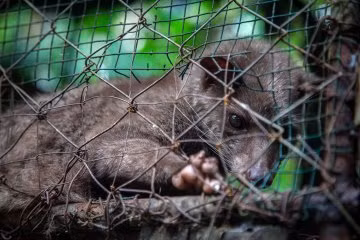 Loài chồn bị bắt nhốt để sản xuất cà phê.