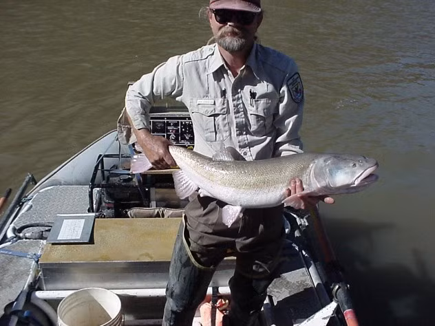 Ptychocheilus lucius là một loài cá thuộc họ Cá chép. Đây là loài cá lớn nhất trong họ này ở Bắc Mỹ với chiều dài tới 1,83m. So với những loài cá chép khác, loài cá này có cân nặng khổng lồ khi có thể nặng tới 35 kg.