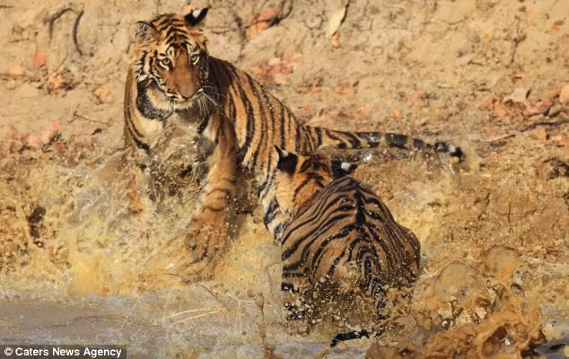 Sau khi đi học săn mồi cùng mẹ về, lũ hổ con đã bắt gặp nguồn nước và chạy xuống chơi đùa.