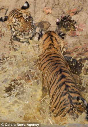 Chúng tập các bài đánh nhau đã học được dưới sự quan sát của mẹ hổ ở gần đó.