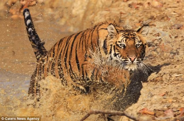 Sau khi đã chán đánh nhau và nghịch nước, hổ bắt đầu lên bờ.