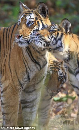 Hổ con đã quay trở về cạnh mẹ.