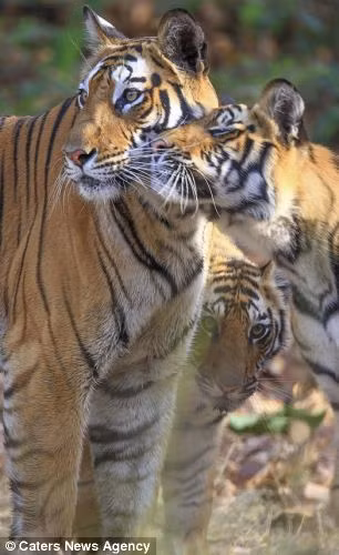 Hổ con đã quay trở về cạnh mẹ.