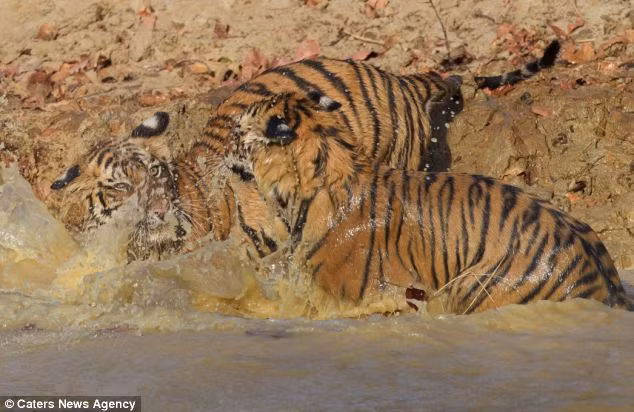 Nếu bạn nghĩ do hổ thuộc họ Mèo nên sẽ sợ nước thì hoàn toàn sai lầm, những hình ảnh "chiến đấu" trong nước của hai con sư tử tại Công viên quốc gia Bandhavgarh, Ấn Độ đã chứng minh điều đó.