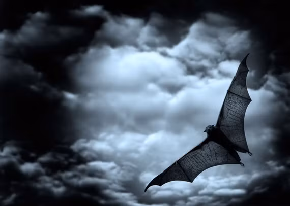 Những con dơi mù, treo lơ lửng trong các hang động và tạo nên những cuộc tấn công ồ ạt. Nhưng tại sao dơi lại liên quan tới Halloween? Đó là bởi vì như quỷ dracula, một số ít loài dơi thực sự tồn tại bằng cách hút máu động vật, loài dơi ma cà rồng từng được biết đến tấn công con người vào dịp Halloween, chúng sử dụng hàm răng sắc nhọn để cắn con người khi họ đang ngủ.