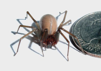 Nhện độc nâu ở Bắc Mỹ.