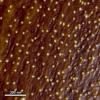 Hình ảnh tơ nhện độc nâu dưới ống kính hiển vi lực nguyên tử.