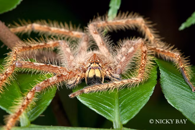 Nhện săn Heteropoda davidbowie là một loài nhện trong họ Sparassidae. Loài này thuộc chi Heteropoda, được miêu tả năm 2008 bởi Peter Jäger.