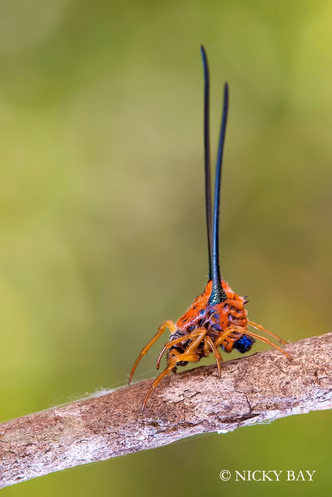 Kích thước 2 chiếc sừng kỳ lạ còn dài gấp 4 lần chiều dài cơ thể của con nhện. Sừng của loài nhện này không có tác dụng gì ngoài tác dụng làm dáng khi đi tán tỉnh nhện cái.