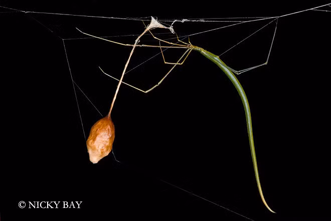 Loài nhện có thân dài ngoằng này có tên khoa học là Ariamnes flagellum, là một loài nhện trong họ Theridiidae.