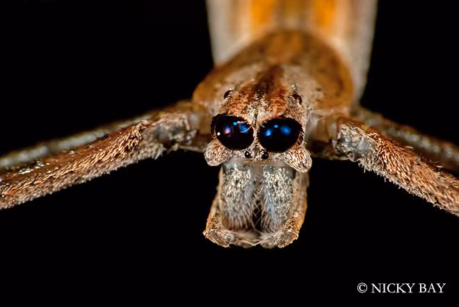 Tên khoa học của nhện yêu tinh là Deinopis, một chi nhện trong họ Deinopidae.