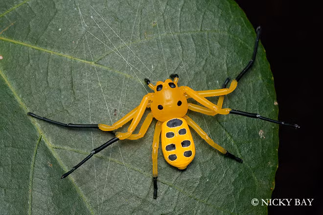 Nhện cua tám đốm có tên khoa học là Platythomisus octomaculatus, là một loài nhện trong họ Thomisidae. Loài này thuộc chi Platythomisus, được miêu tả năm 1845 bởi Carl Ludwig Koch.