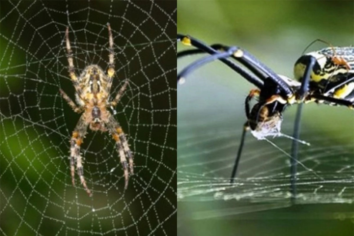  Nhện giăng tơ. Hầu hết mọi người đều sợ nhện. Nếu xuất hiện nhện trong nhà nhiều người sẽ tìm cách tiêu diệt nó. Tuy nhiên, con nhện cũng là biểu tượng của điềm lành. 