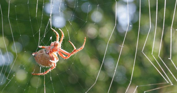  Nhện giăng tơ trên trần nhà như là một điềm báo hỷ, tượng trưng cho đại phú quý sẽ sớm ập vào nhà bạn, dự báo may mắn từ trên trời rơi xuống. Do đó, nếu có nhện trong nhà, bạn đừng giết chúng nhé, hãy để chúng sống một cách tự nhiên trong nhà bạn.* Thông tin chỉ mang tính tham khảo.