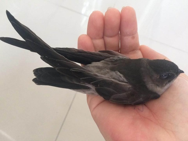  Nếu có chim én vào nhà chứng tỏ hoàn cảnh xung quanh ổn định, tài lộc vào nhà cũng hanh thông. tập trung nên tài lộc của người trong nhà cũng tăng theo. Khi chim én vào nhà là một sự kiện vui vẻ, rất đặc biệt và cũng có thể mang ý nghĩa con cái học hành đỗ đạt, gia chủ thăng quan tiến chức thuận lợi, vượng khí phát đạt. 