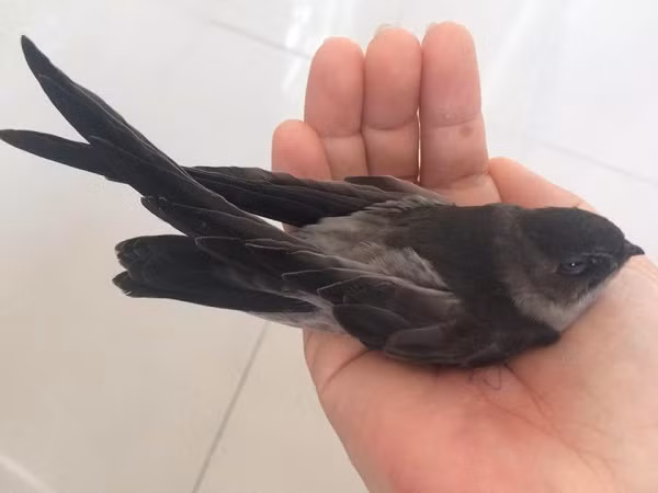  Nếu có chim én vào nhà chứng tỏ hoàn cảnh xung quanh ổn định, tài lộc vào nhà cũng hanh thông. tập trung nên tài lộc của người trong nhà cũng tăng theo. Khi chim én vào nhà là một sự kiện vui vẻ, rất đặc biệt và cũng có thể mang ý nghĩa con cái học hành đỗ đạt, gia chủ thăng quan tiến chức thuận lợi, vượng khí phát đạt. 