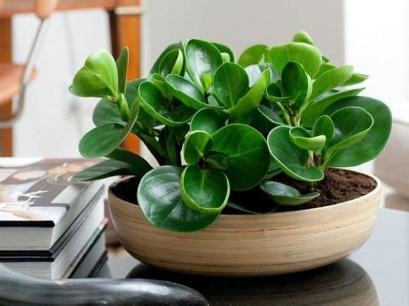  Những chậu cây ngập tràn màu xanh. Một số người có thói quen đặt chậu cây trên ban công ở nhà, nếu chậu cây của bạn đột nhiên mọc ra nhiều chồi mới, hoặc phát triển xum xuê thì đây là điềm lành, báo hiệu tin vui. 