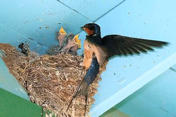  Chim én về làm tổ: Chim én vào nhà là điềm lành về phong thủy, én vào nhà có thể mang tài lộc từ bên ngoài vào nhà, từ đó thúc đẩy vượng khí tổng thể cho ngôi nhà. Nếu chim én bay vào nhà, có nghĩa là xung quanh ngôi nhà tốt về mặt phong thủy, không có tà khí. 