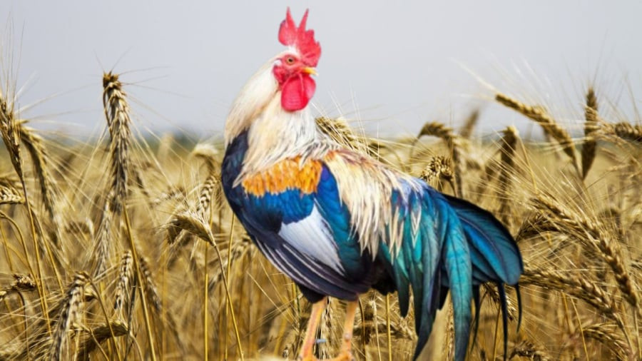  Tuổi Dậu: Cuối tuần 8-9/3 dương lịch là lúc tuổi Dậu có thể chứng minh bản thân mình trong công việc. Hơn nữa trong tình cảm, tuổi Dậu đang rất may mắn. Tinh thần phấn chấn, kế hoạch công việc cẩn trong nên cuối tuần này tuổi Dậu nhảy nhót chân sáo đón kết quả xuất sắc. 