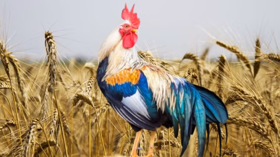  Tuổi Dậu: Cuối tuần 8-9/3 dương lịch là lúc tuổi Dậu có thể chứng minh bản thân mình trong công việc. Hơn nữa trong tình cảm, tuổi Dậu đang rất may mắn. Tinh thần phấn chấn, kế hoạch công việc cẩn trong nên cuối tuần này tuổi Dậu nhảy nhót chân sáo đón kết quả xuất sắc. 