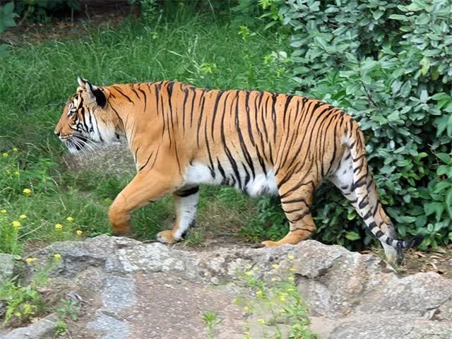 Hổ Đông Dương: Người Việt Nam không ai không biết đến hổ Đông Dương. Đây là giống hổ vô cùng nguy hiểm của khu vực bán đảo Đông Dương. Chúng sống đơn độc và ẩn dật trong rừng sâu, rất khó nắm bắt được tập tính. Cũng như những loài hổ khác, hổ Đông Dương là chúa tể rừng xanh, rất dũng mãnh và nguy hiểm khi săn mồi. 