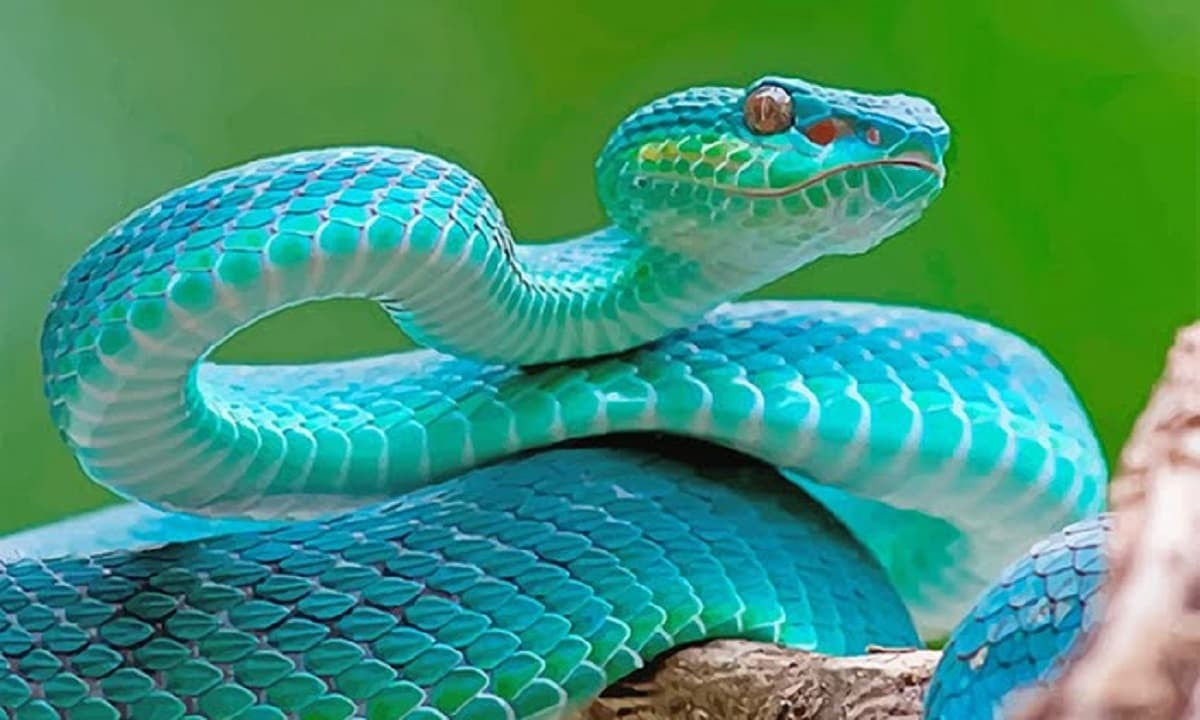  Tuần này, người tuổi Tỵ sẽ có vận may rất lớn trong các giao dịch tài chính. Họ dễ dàng chốt được những hợp đồng có giá trị, mang lại lợi nhuận khổng lồ. Chính vì sự quyết đoán và khả năng phân tích nhanh chóng, tuổi Tỵ chắc chắn sẽ là một trong những con giáp kiếm được tiền tỷ trong tuần này.