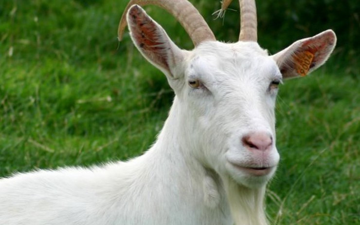  Giai đoạn này, Mùi còn có quý nhân phù trợ, giúp họ giải quyết khó khăn, tránh được những rủi ro không đáng có. Thời kỳ này thích hợp để họ thử sức trong những lĩnh vực mới mẻ, khả năng thành công rất lớn. 