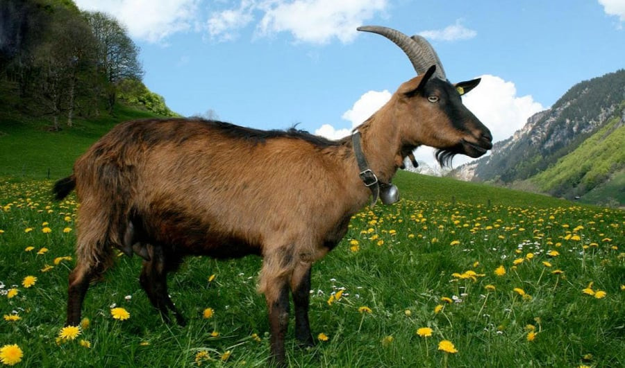 Nhờ đó, vấn đề tài chính cá nhân của con giáp này cũng được giải quyết, tiền của ngày càng thăm thêm. Vận may mang đến nguồn thu nhập bất ngờ cho tuổi Mùi, chẳng hạn như công việc làm thêm hoặc đầu tư sinh lời. 