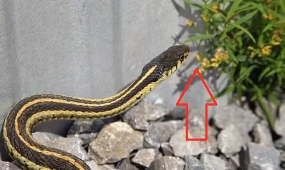 Nói đến loài bò sát khiến chúng ta sợ hãi nhất thì đầu tiên chúng ta nghĩ đến loài rắn. Hầu hết các loài rắn đều có đặc điểm rất đặc biệt, cơ thể có hình sọc, da phủ một lớp vảy, những lớp vảy này có thể bảo vệ cơ thể chúng. Ngoài ra, rắn còn có hệ thống xương bên trong rất linh hoạt, giúp chúng dễ dàng uốn cong cơ thể và thậm chí có thể trườn bò một cách dễ dàng.