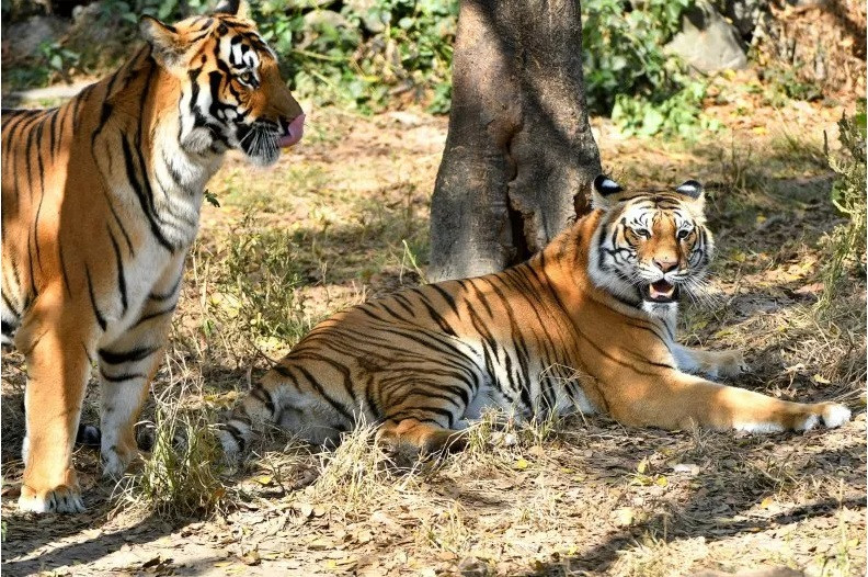 Về phương diện tài chính, tuổi Dần sẽ có những nguồn thu nhập bất ngờ từ các khoản đầu tư trước đây hoặc qua các cơ hội làm ăn mới. Đây cũng là thời điểm tốt để bạn xem xét đầu tư, nhằm tạo dựng tiền đề cho tương lai của mình.