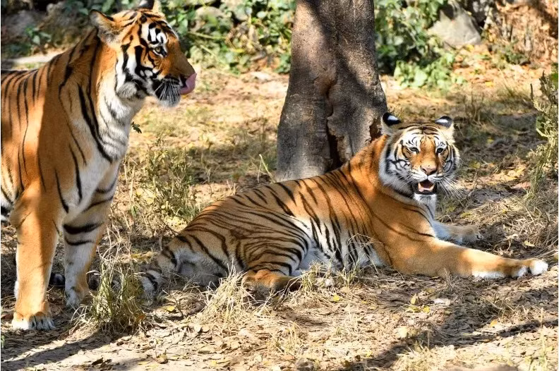 Về phương diện tài chính, tuổi Dần sẽ có những nguồn thu nhập bất ngờ từ các khoản đầu tư trước đây hoặc qua các cơ hội làm ăn mới. Đây cũng là thời điểm tốt để bạn xem xét đầu tư, nhằm tạo dựng tiền đề cho tương lai của mình. 
