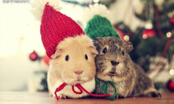 Với người làm công ăn lương cũng không hề kém cạnh, đây là thời điểm vàng để thăng chức, tăng lương hoặc chuyển sang môi trường mới hấp dẫn hơn. Nói chung, đối với họ thời gian này chuyện tậu nhà, mua xe chỉ là chuyện nhỏ với những gì họ đạt được.