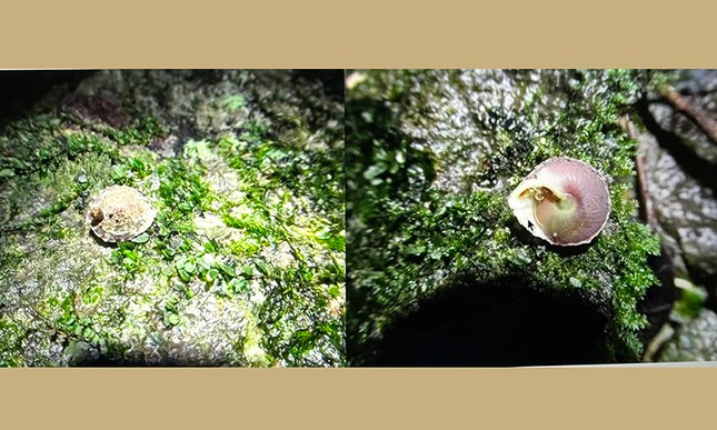 Tim thay loai oc la trong hang dong Viet Nam