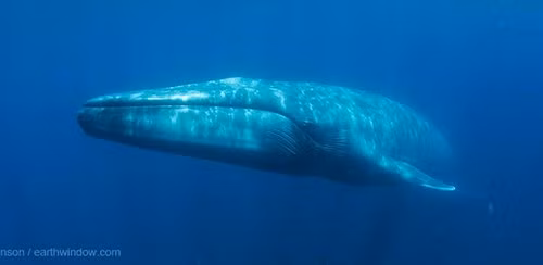 Trước đây, cá voi xanh không có chu kì di trú nhất định nên khả năng bắt gặp chúng là rất hiếm.