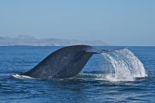 Các nhà nghiên cứu gắn thẻ theo dõi được 171 con cá voi xanh ngoài khơi bờ biển California từ năm 1993 đến năm 2008. Đây là nghiên cứu cung cấp cái nhìn toàn diện nhất về xu hướng di chuyển của cá voi từng được thực hiện.