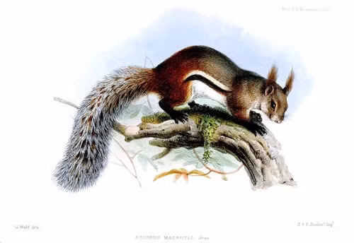 Truyền thuyết cho rằng sóc Rheithrosciurus macrotis chủ yếu ăn những hạt sồi khổng lồ và hút máu những con thú lớn hơn chúng. Theo lời kể, chúng thường trốn trên các nhánh cây thấp và rình rập nhảy lên những con nai, cắn vào tĩnh mạch và hút máu.