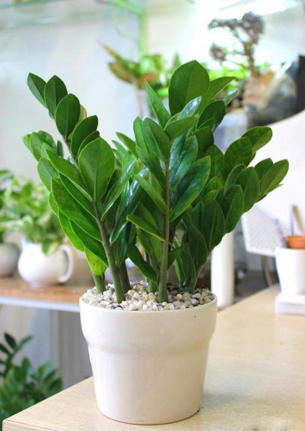 Cây cảnh này cũng rất dễ trồng và có khả năng chịu hạn nên những người bận rộn không phải lo lắng về việc không thể chăm sóc tốt cho cây. Trong môi trường ấm áp, nó có thể mang lại sự giàu có liên tục.